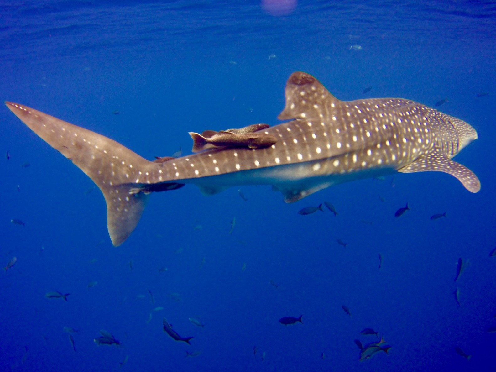 Seeing Chevrons, Black mantas, and a Whale Shark
