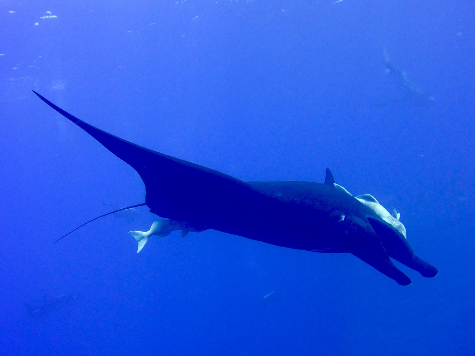 Our best dive ever!