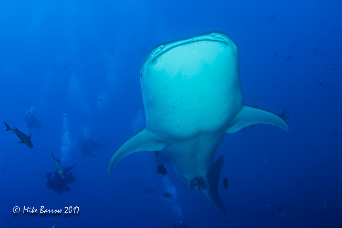 Came for the Mantas, got to see Whale Sharks!