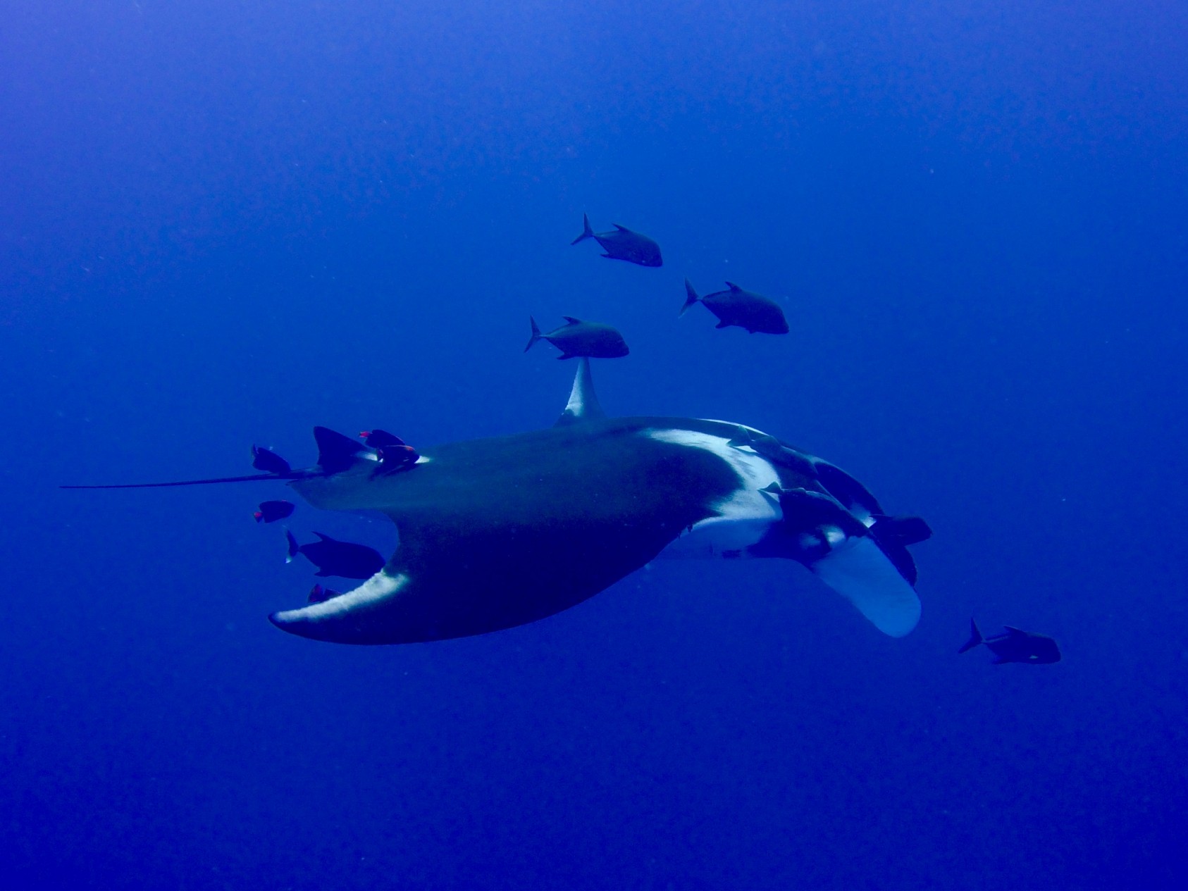 Manta ballet in the blue