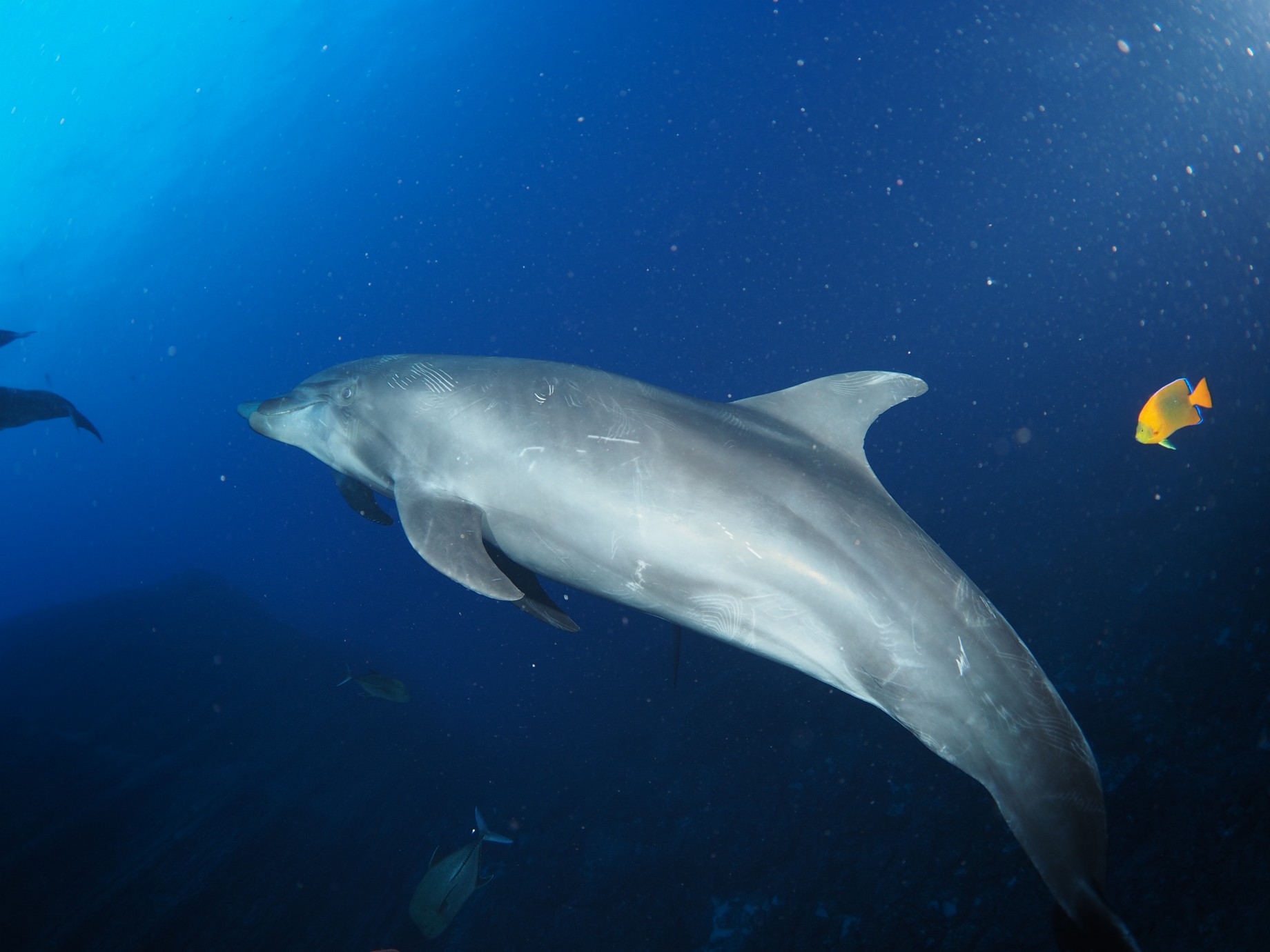 Divemaster Jessie's eventful dives