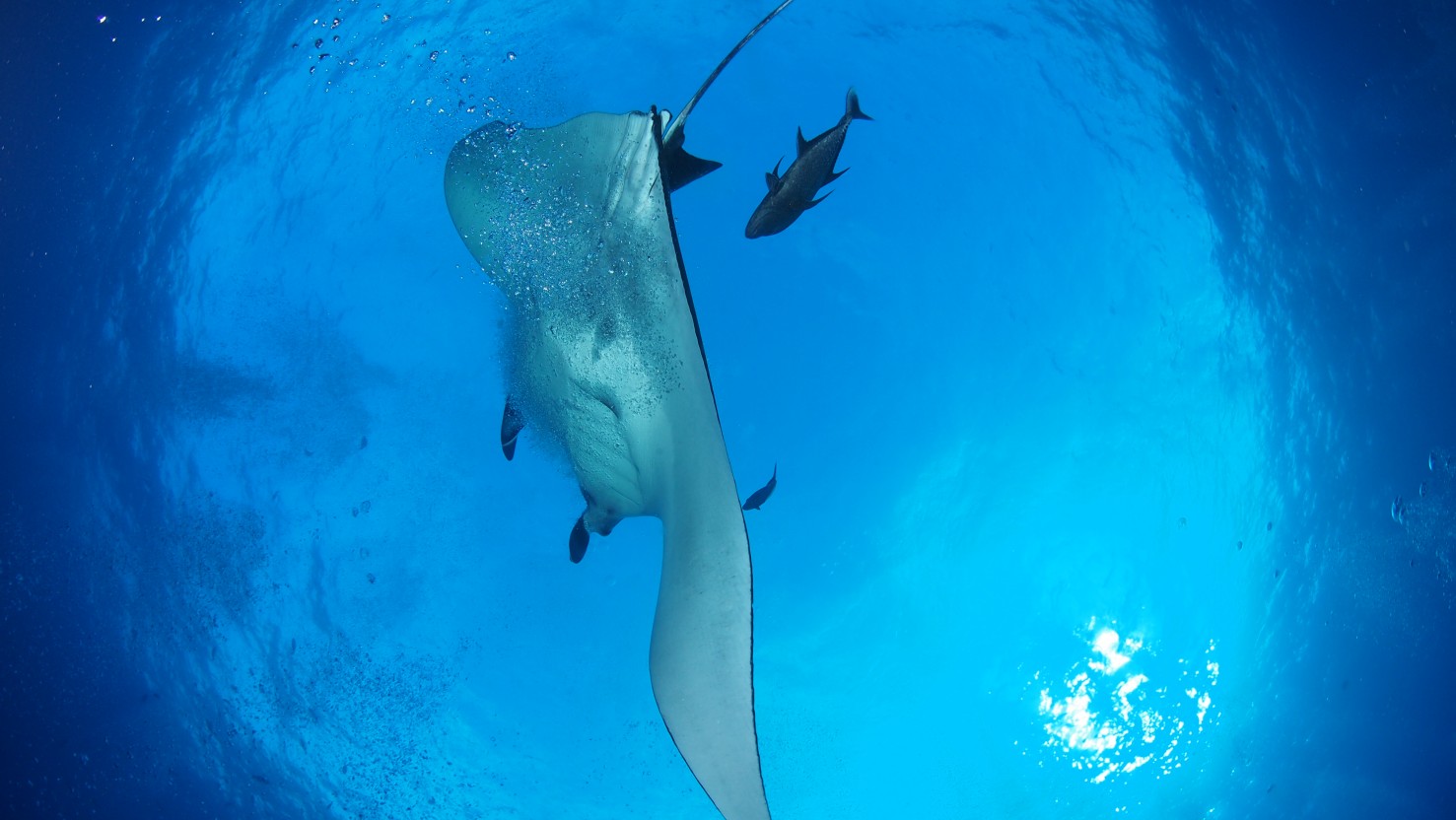Received by mantas and schools of Hammerheads