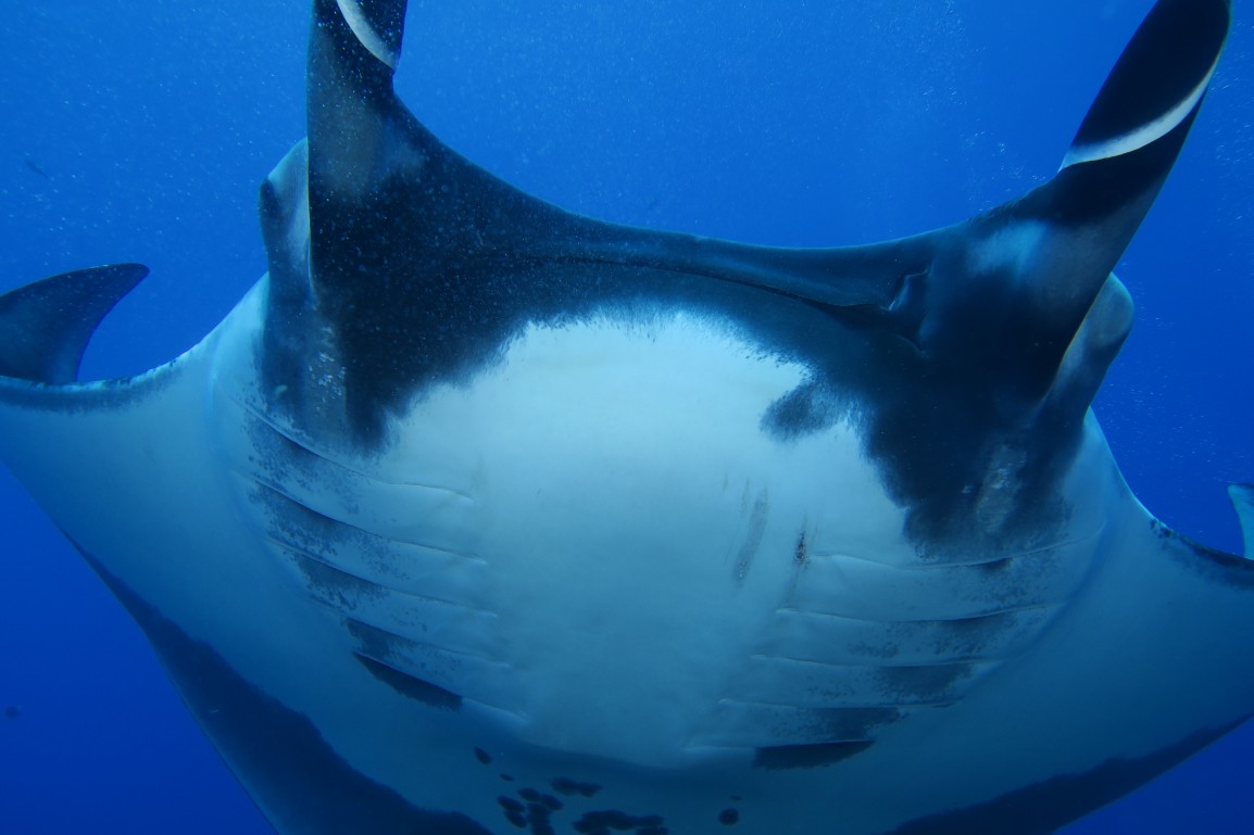 manta close up and personal