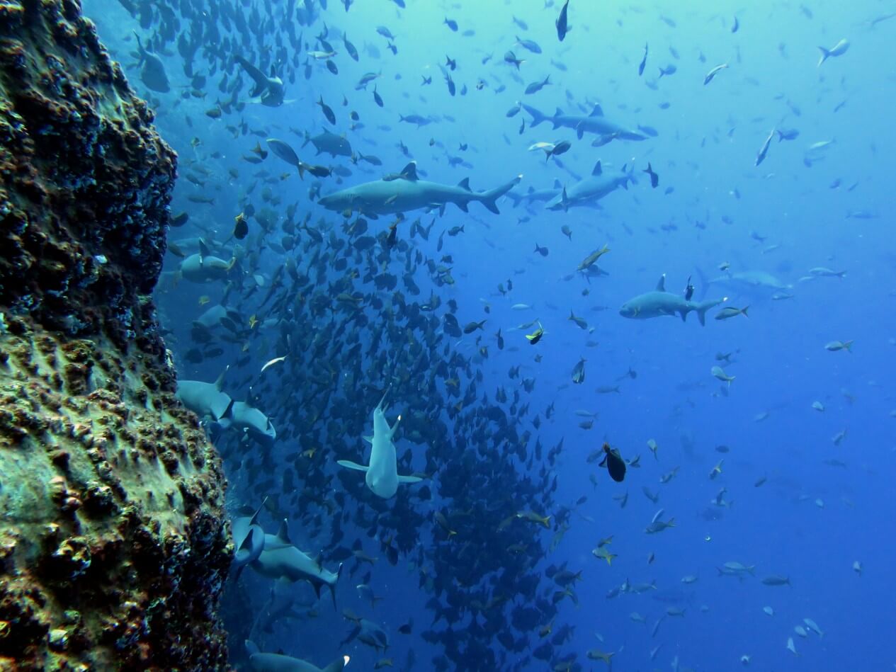 whitetip reef sharks and schools of fish
