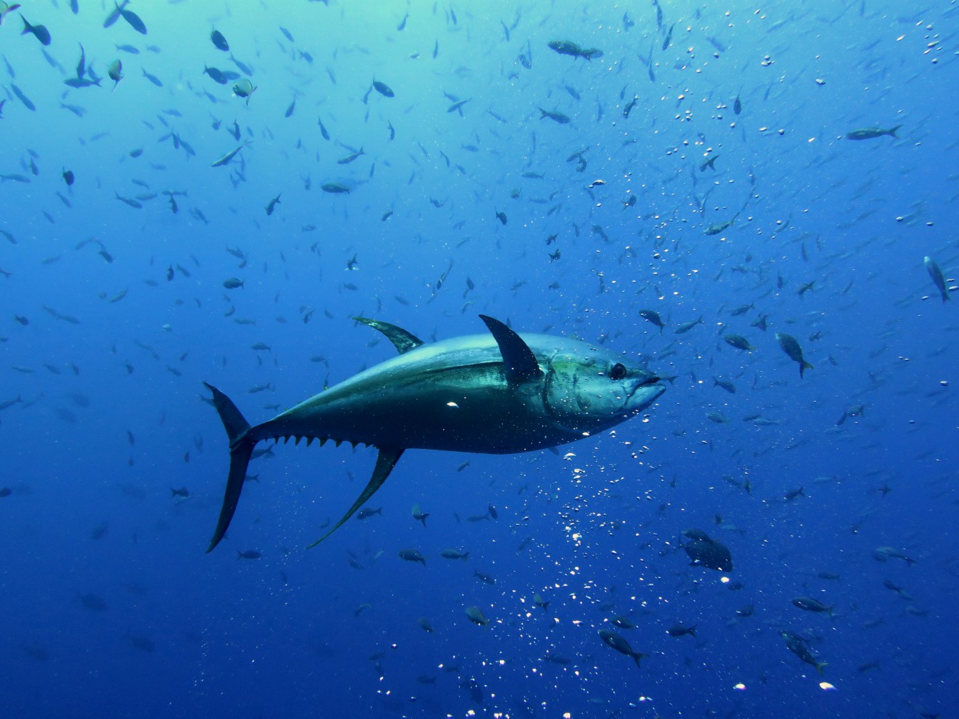 yellowfin tuna