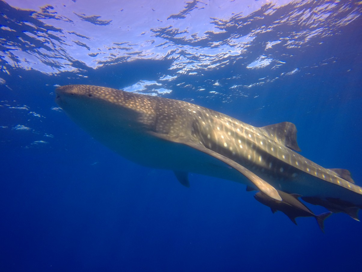 whale shark shows up to excite divers at roca partida