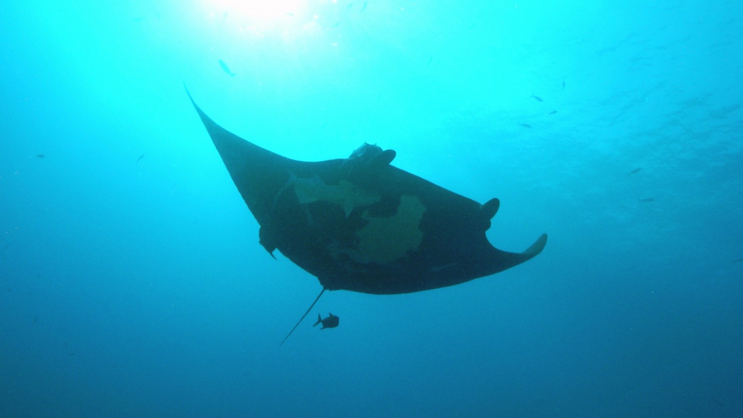 graceful manta in the blue waters of socorro