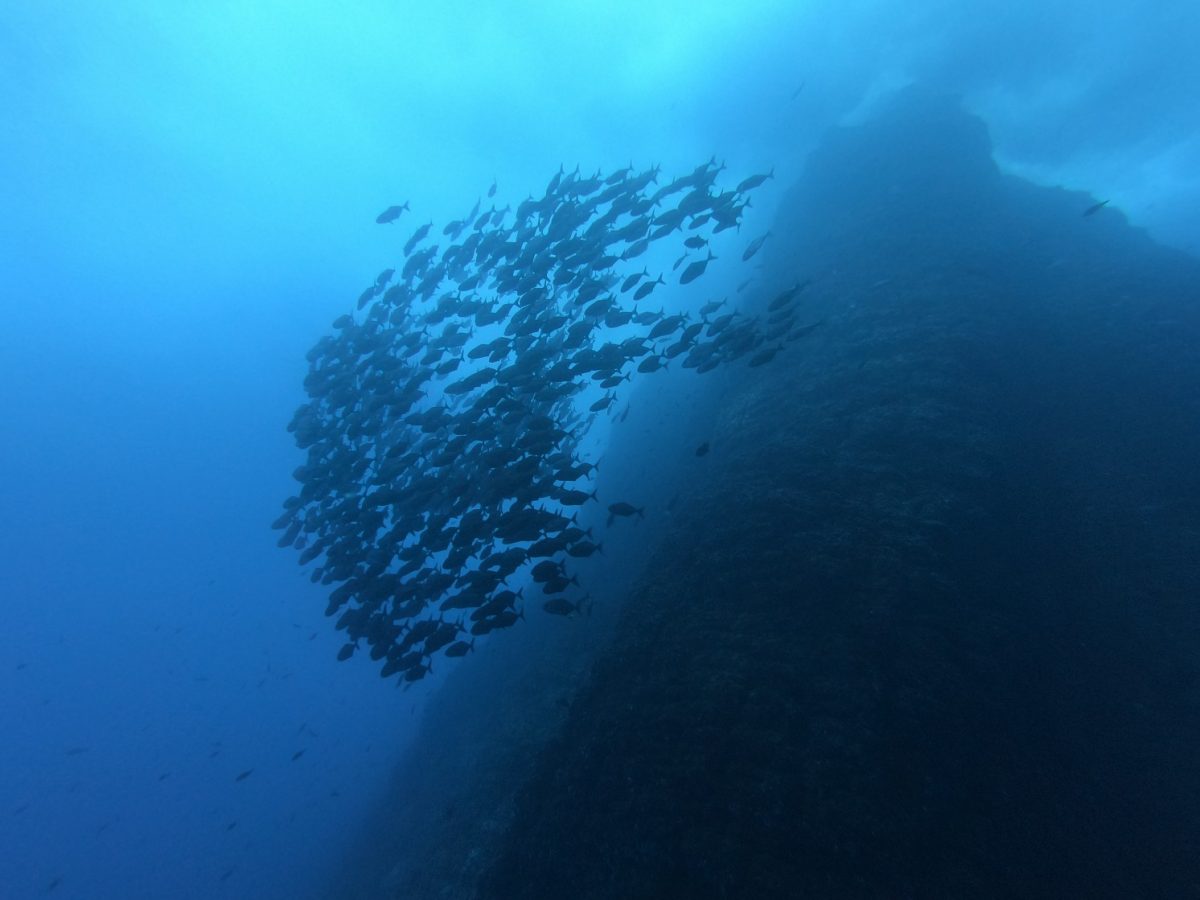 huge school of fish at the famous roca partida