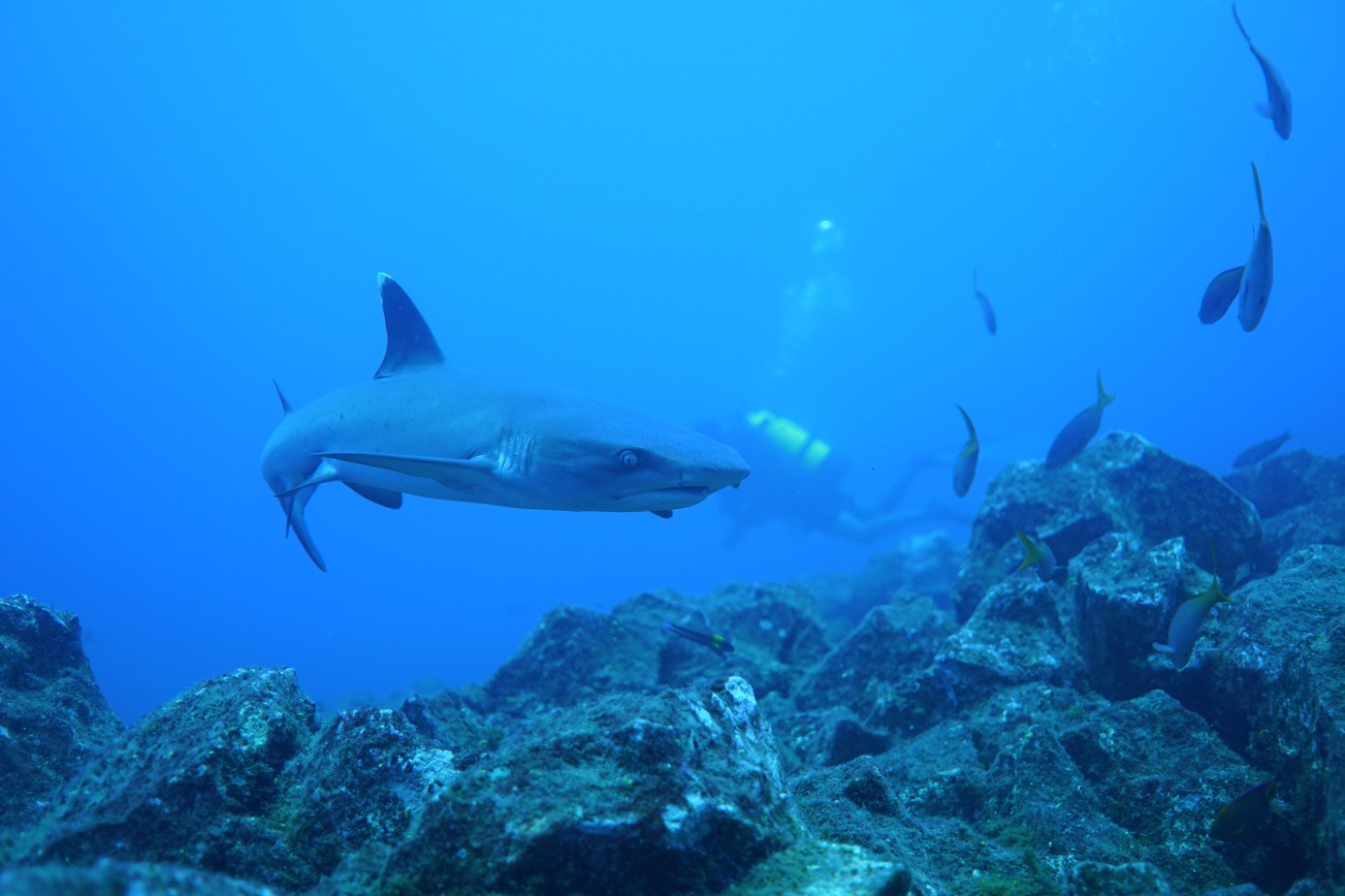 whitetip shark above the rocks
