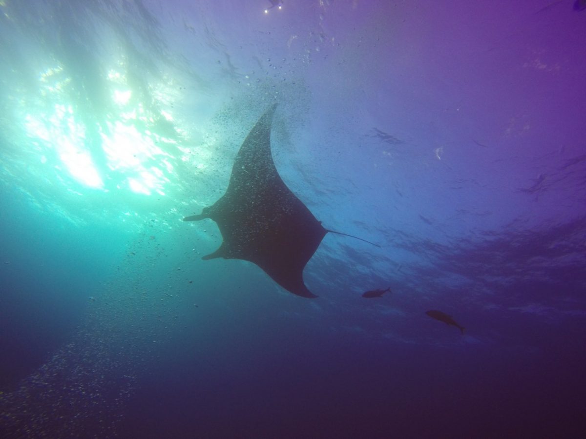 giant manta against colorful light refraction