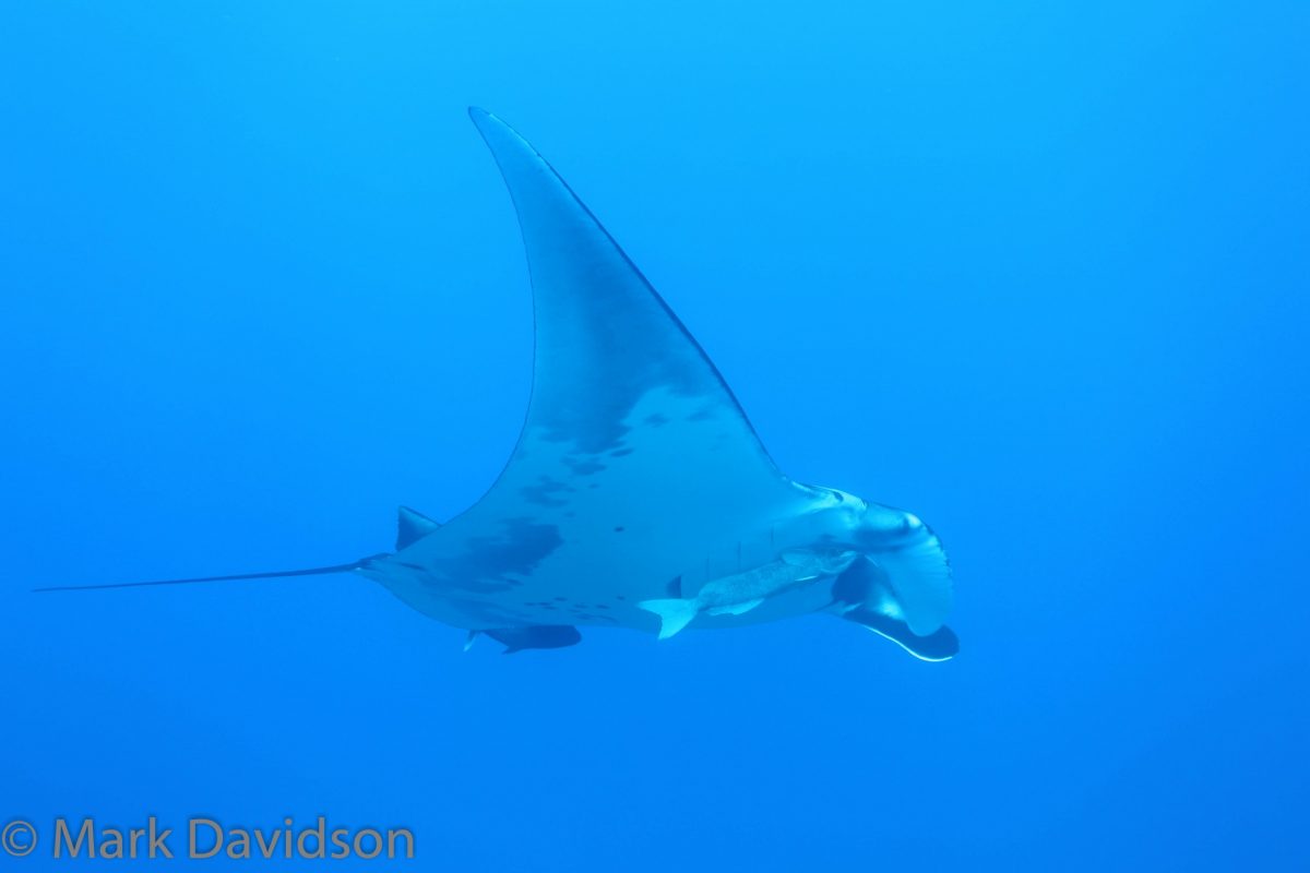 giant manta "mid-flight"