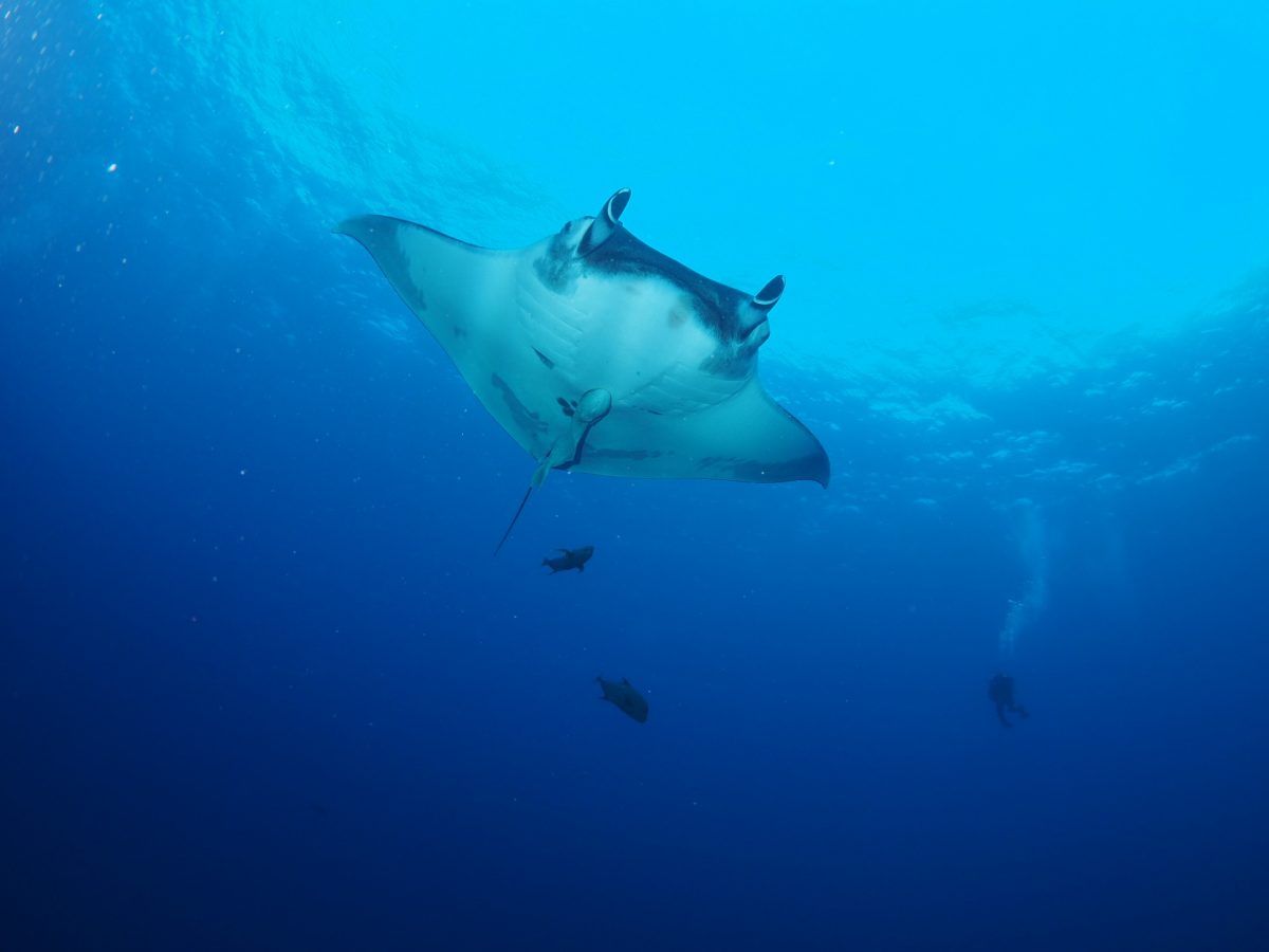giant manta and accompanying fish gliding by