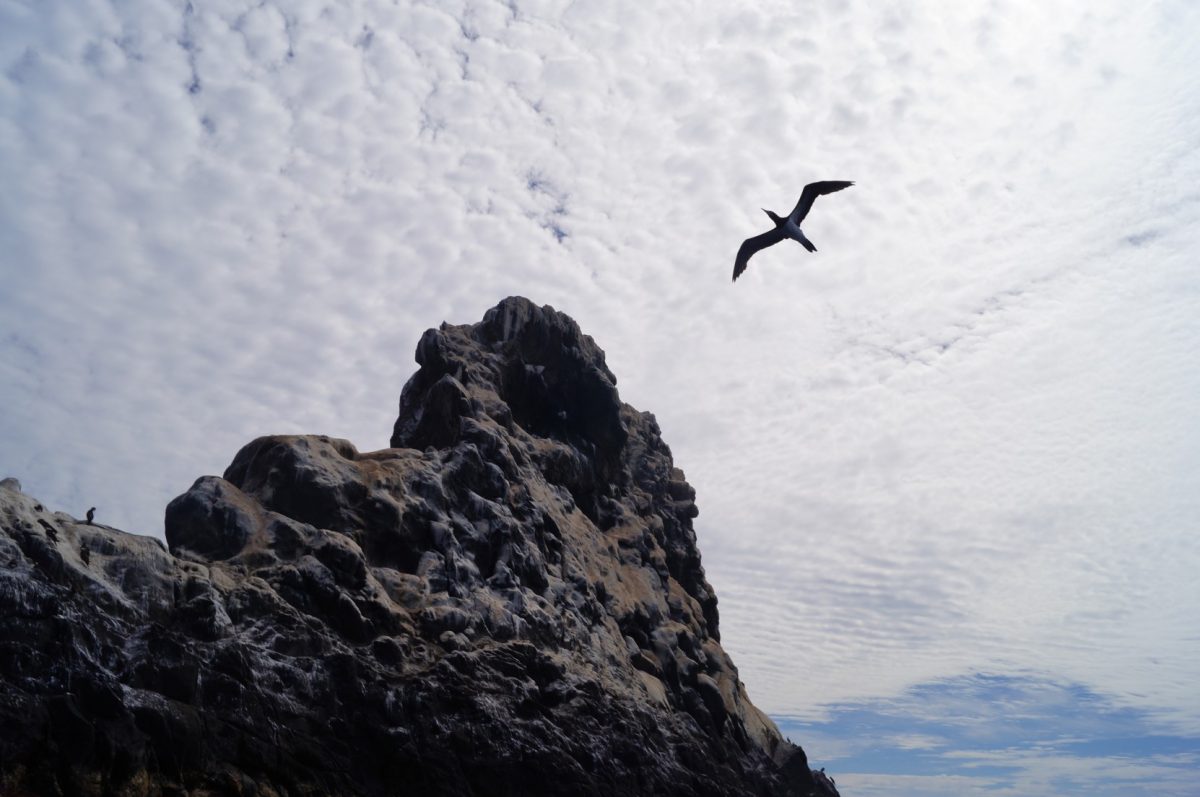 looking up at roca partida, a sea bird flies by