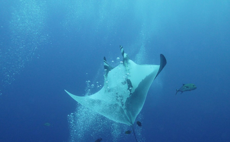 manta ray mid flip over a stream of bubbles