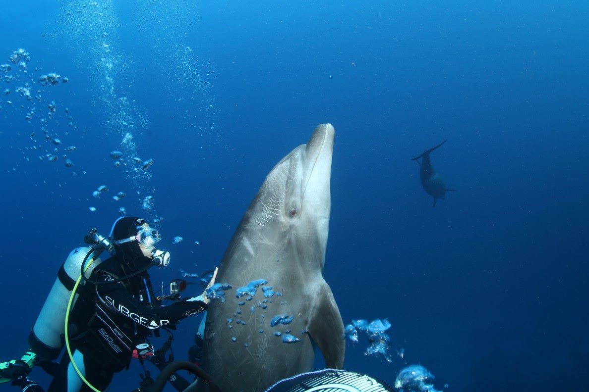 bottlenose dolphin