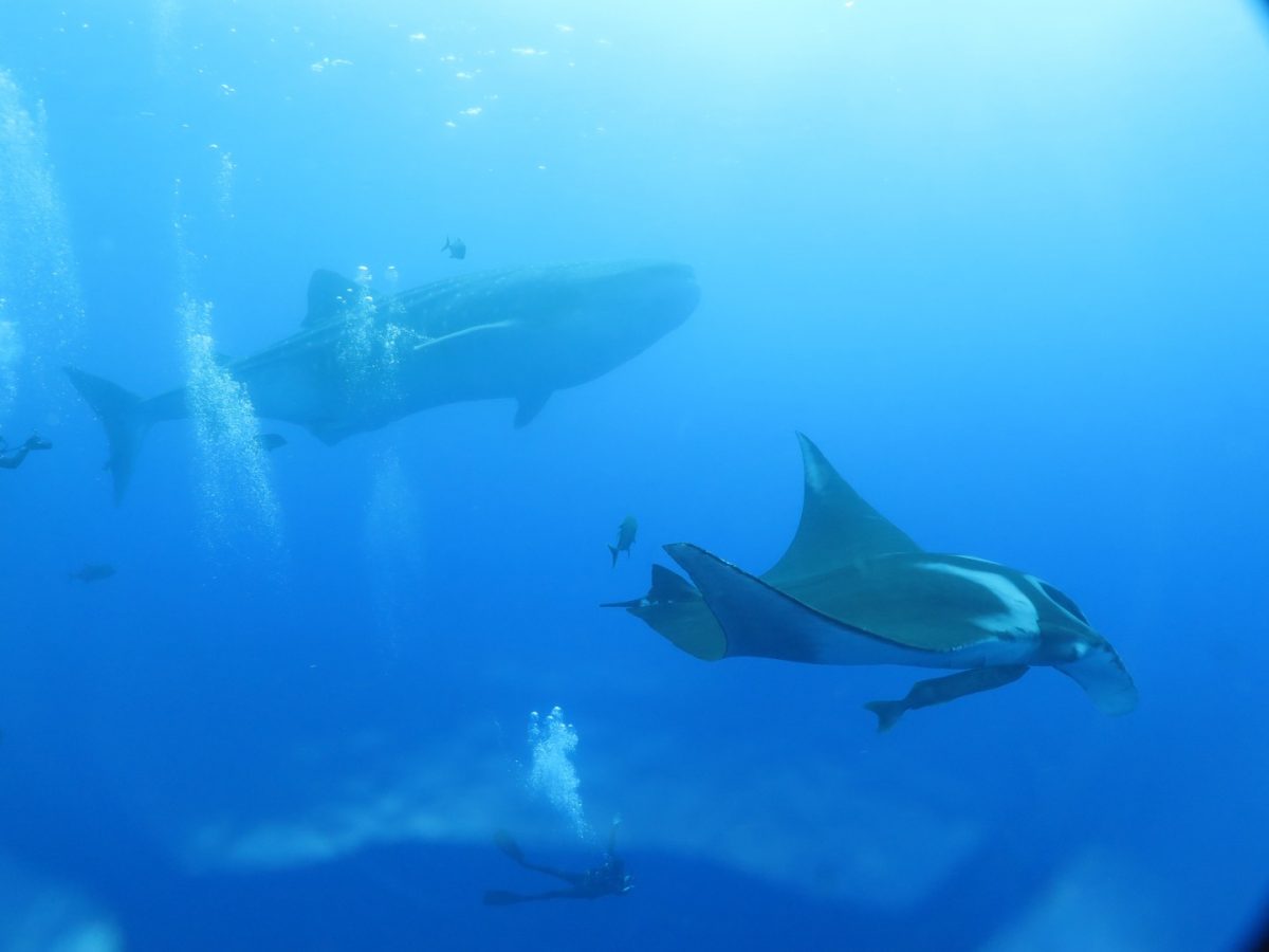 amazing photo of a diver swimming along a giant manta with a huge whale shark in the background