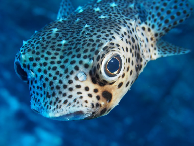 a pufferfish eyes the camera at close range