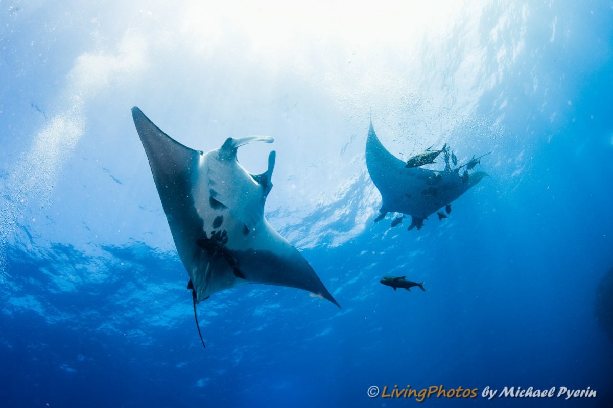 two giant mantas looking playful in the revillagigedo waters, photo by michael pyerin