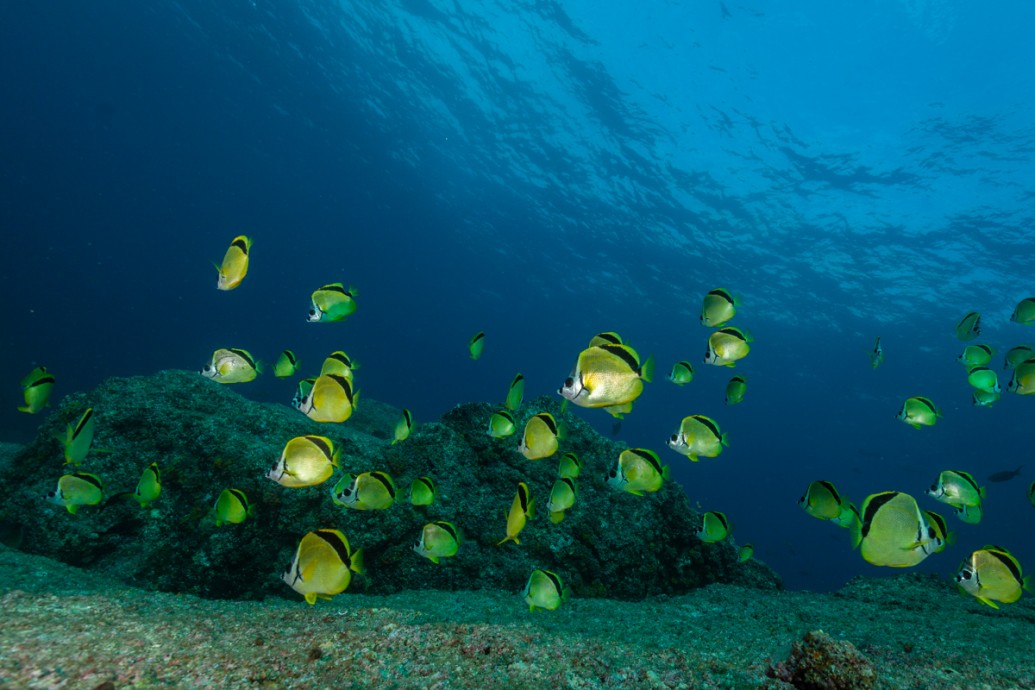 school of barberfish swimming about the sea floor