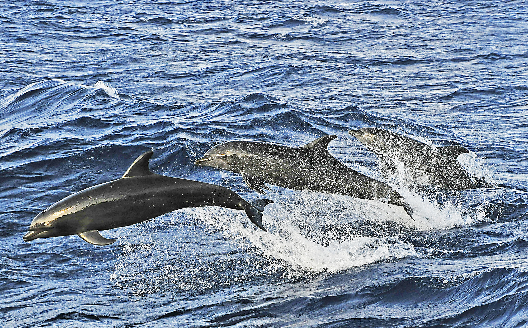 Pod of Dolphins