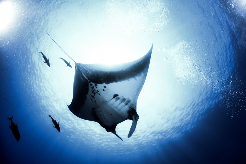A solo giant manta at Socorro