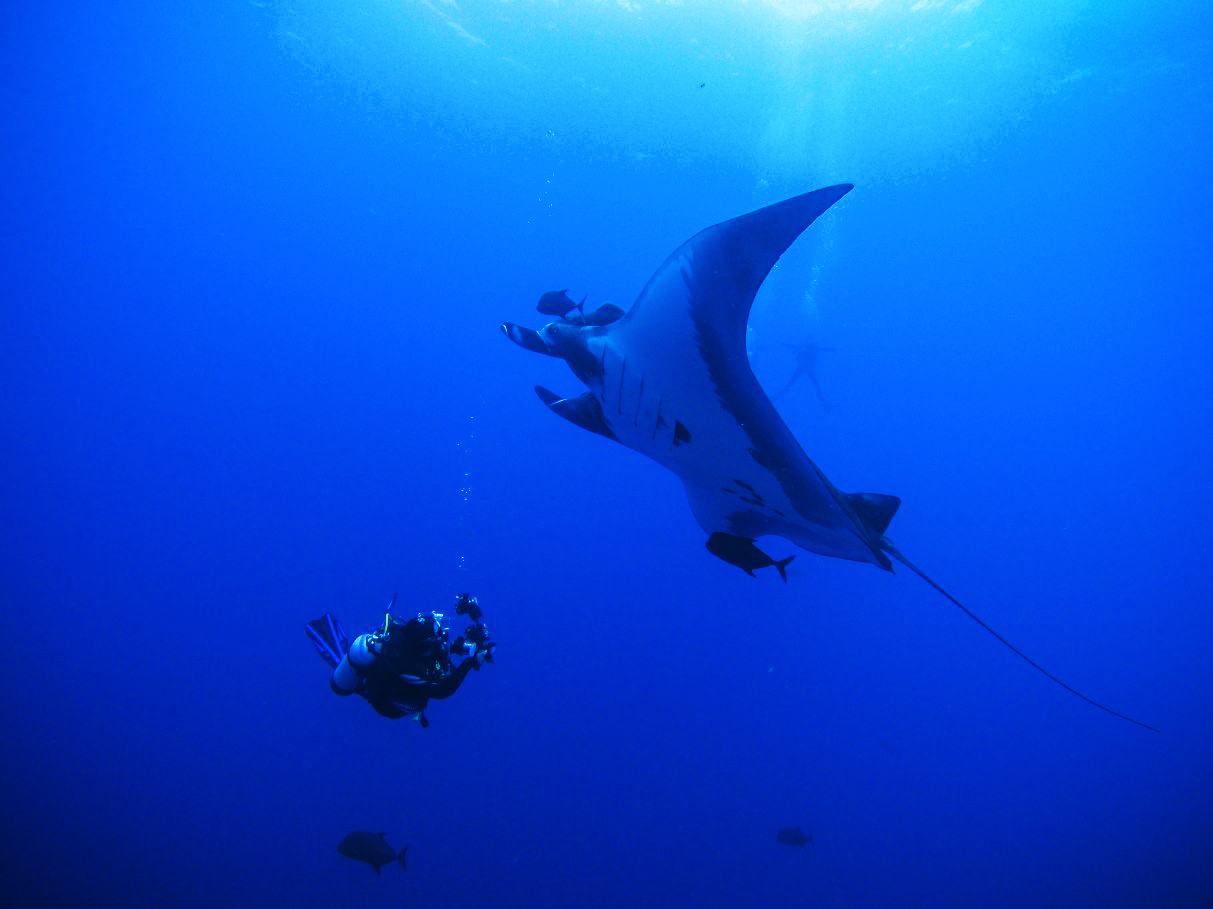 Diving with Mantas in Socorro