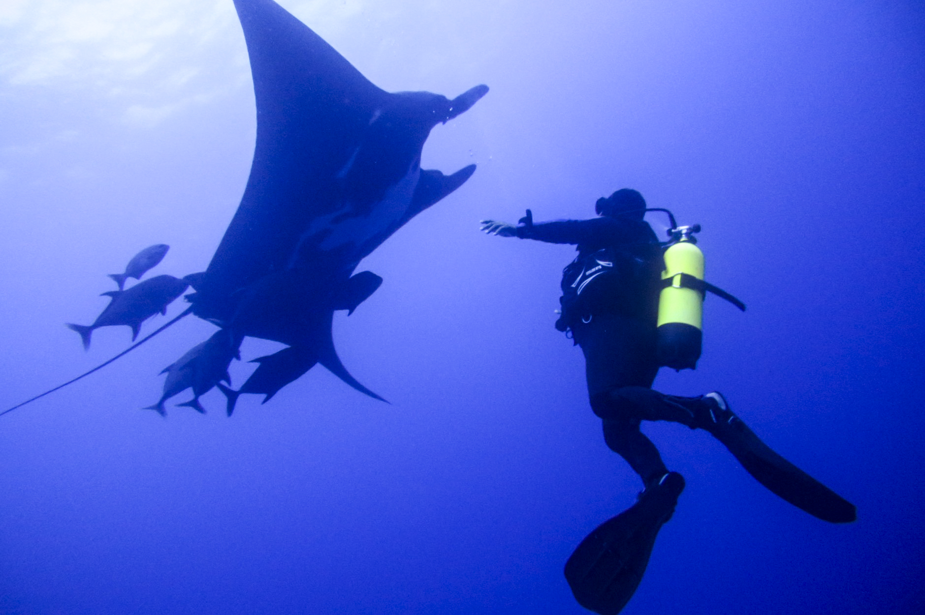 Manta and Diver at San Benedicto