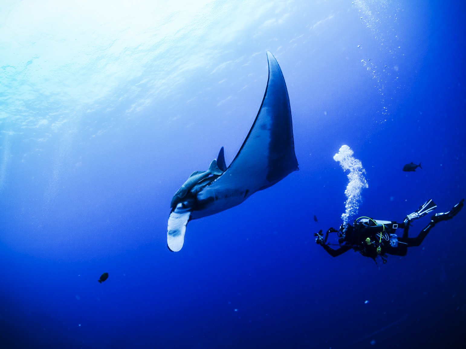 Manta plays in bubbles at Socorro