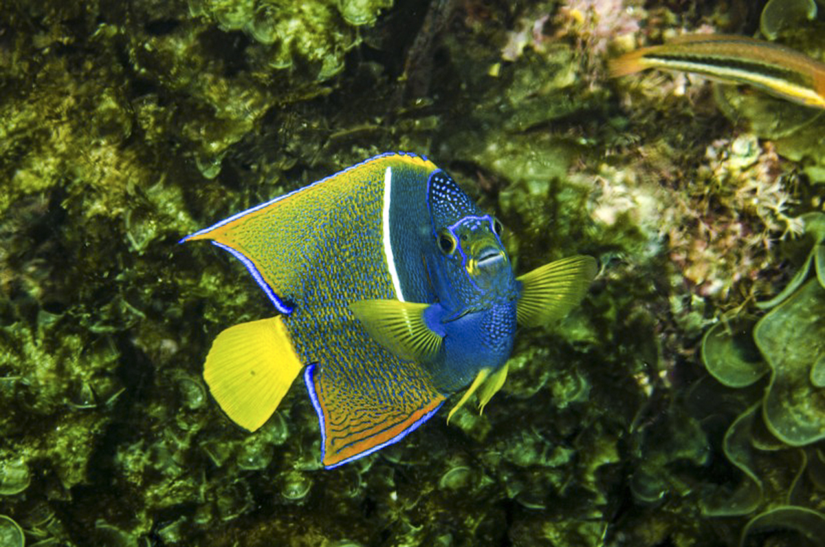 Tropical Fish in the Sea of Cortez