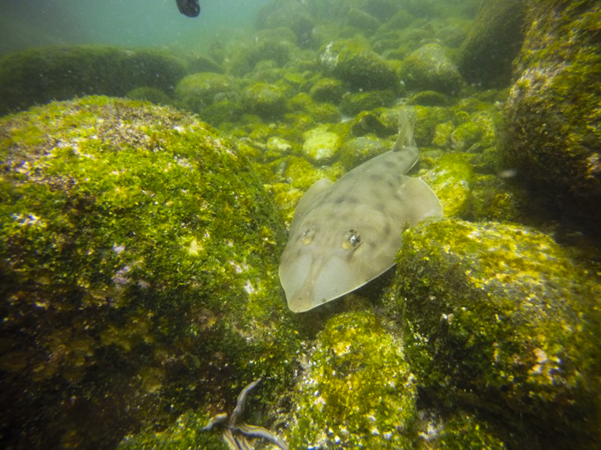 Guitar fish in the Sea of Cortez