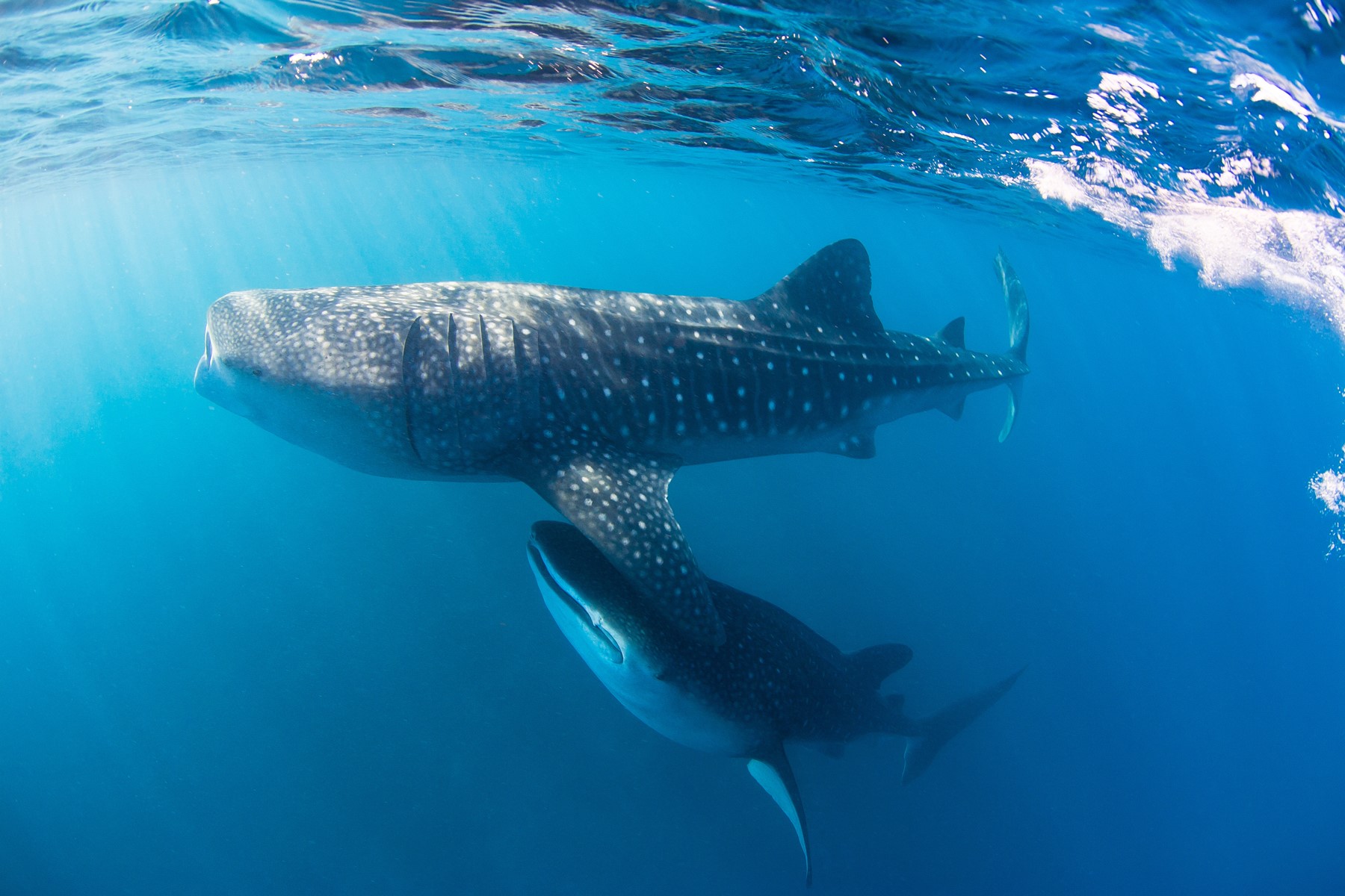 Whales close to Bahia de Los Angeles