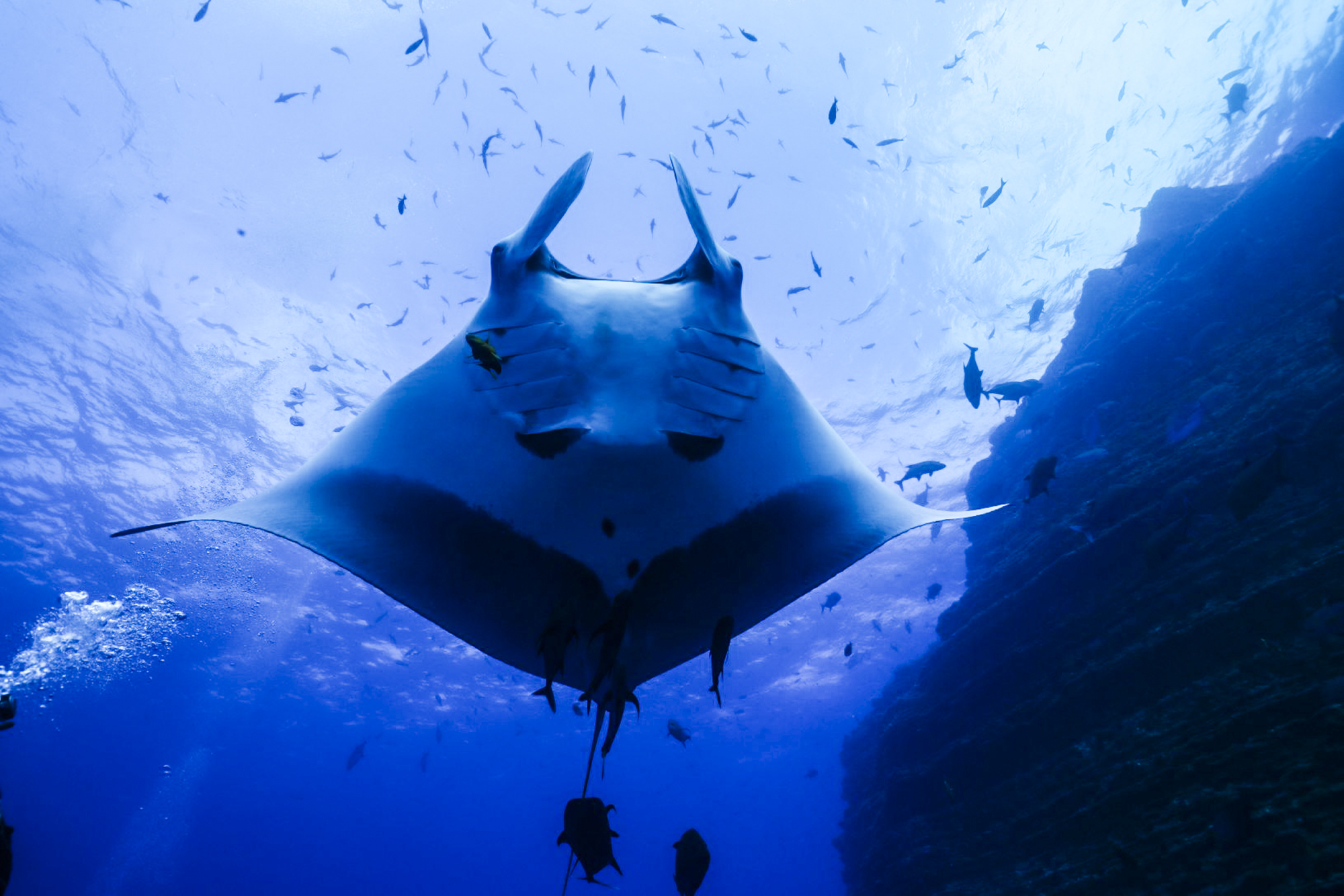 Giant Manta Passing By at Socorro Islands