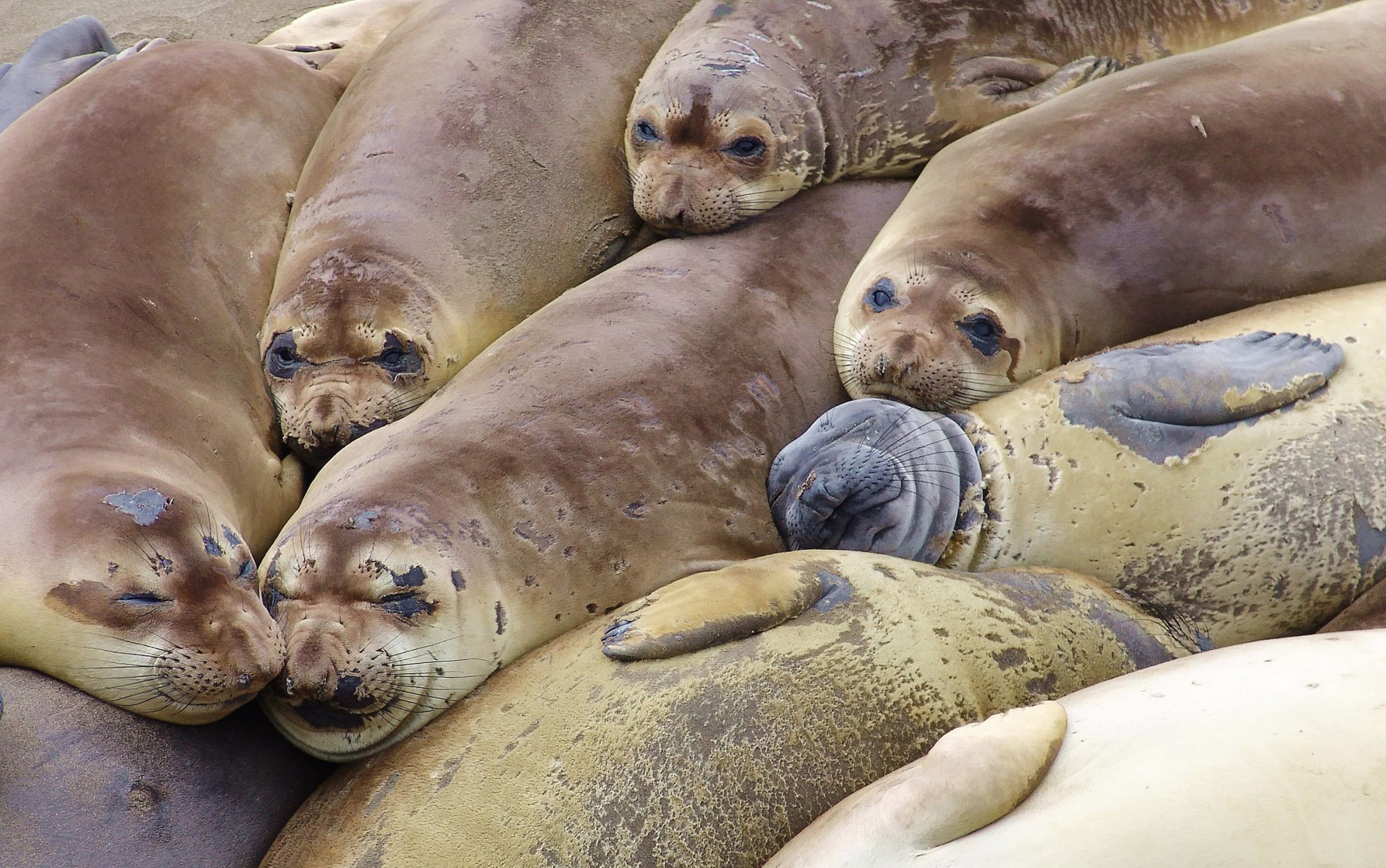 Northern elephant seals are just some of the animals of Guadalupe