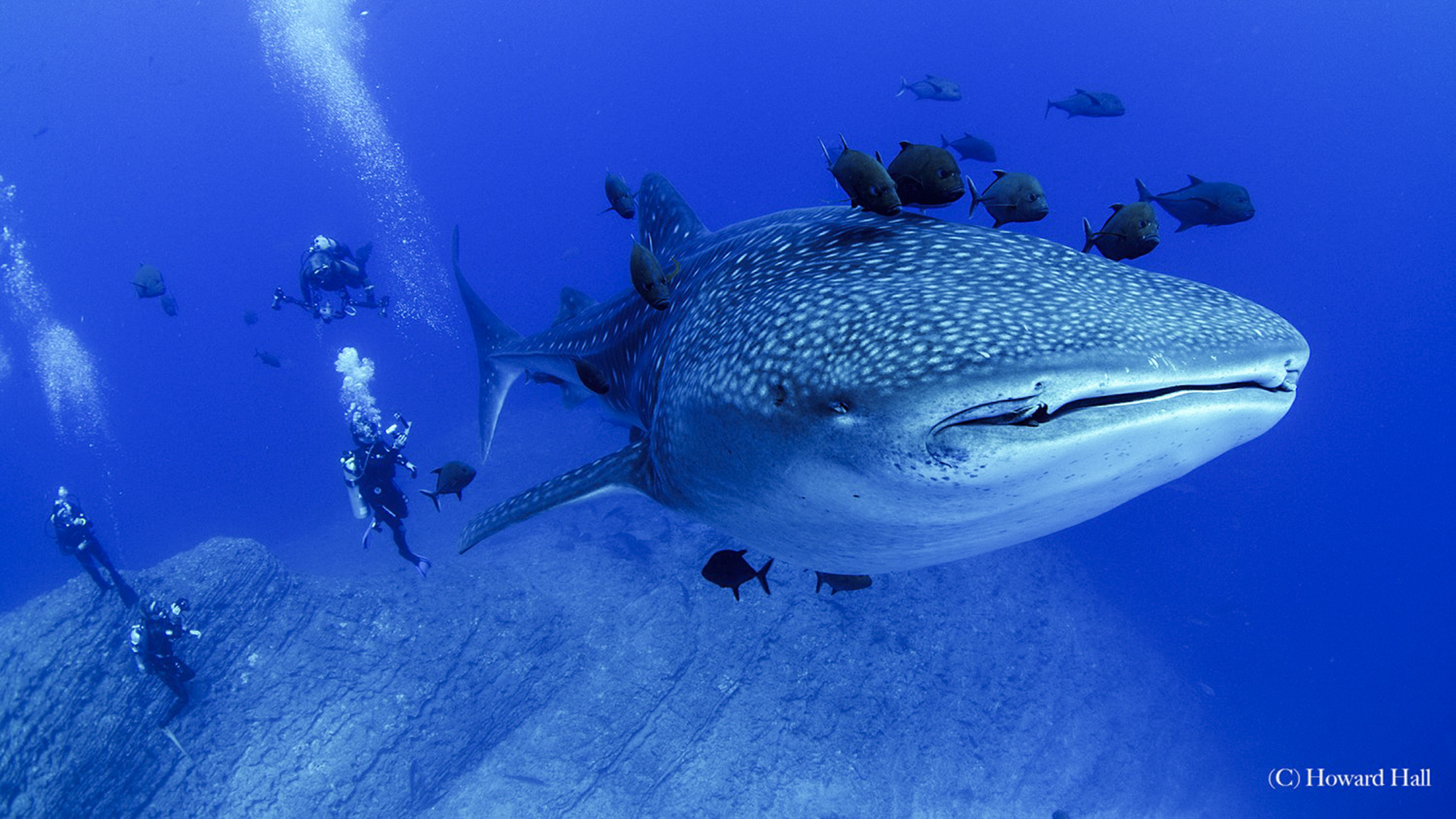 Whale Shark at Socorro by Howard Hall
