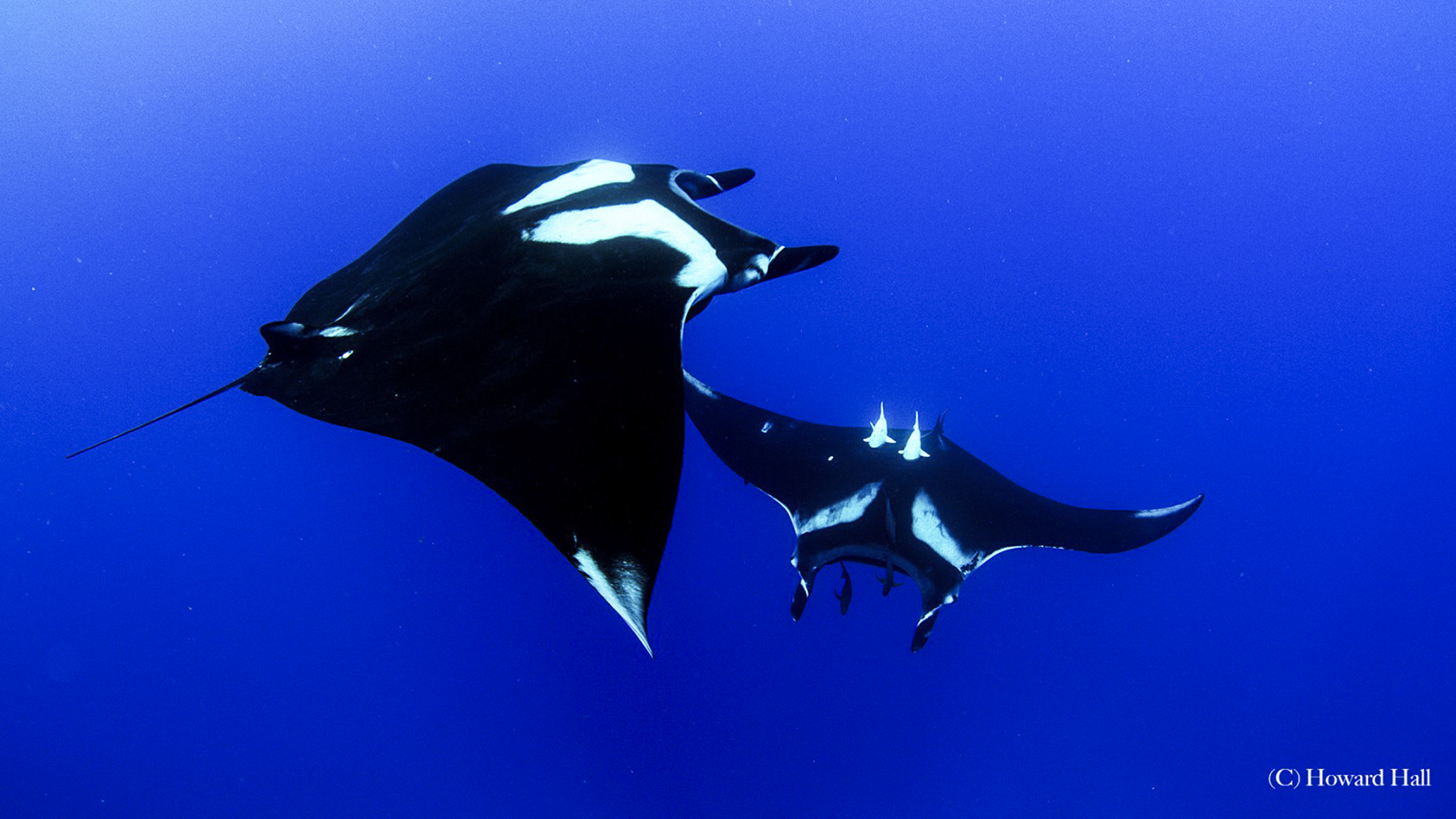 Dancing Mantas, Photo by Howard Hall