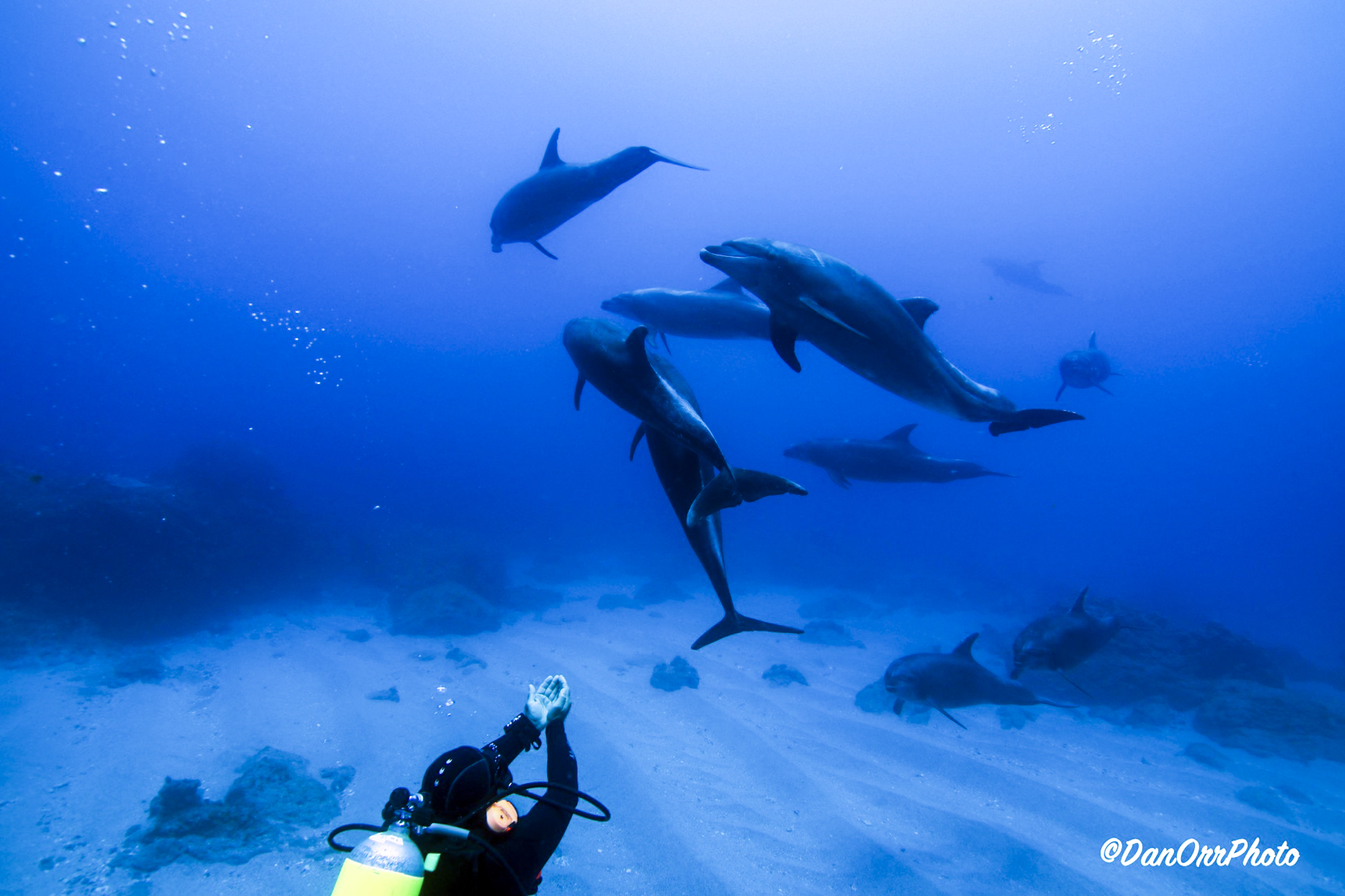 Dolphins & divers in Socorro, Photo by Dan Orr
