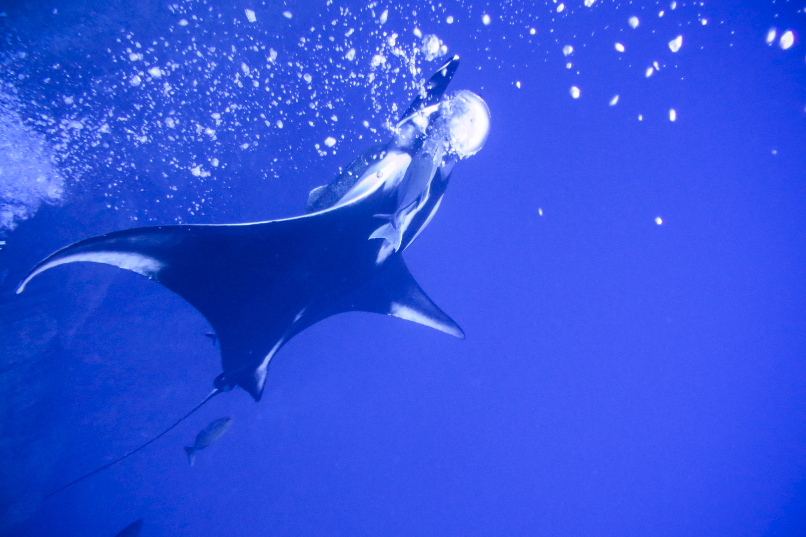 Manta & bubbles at Roca Partida