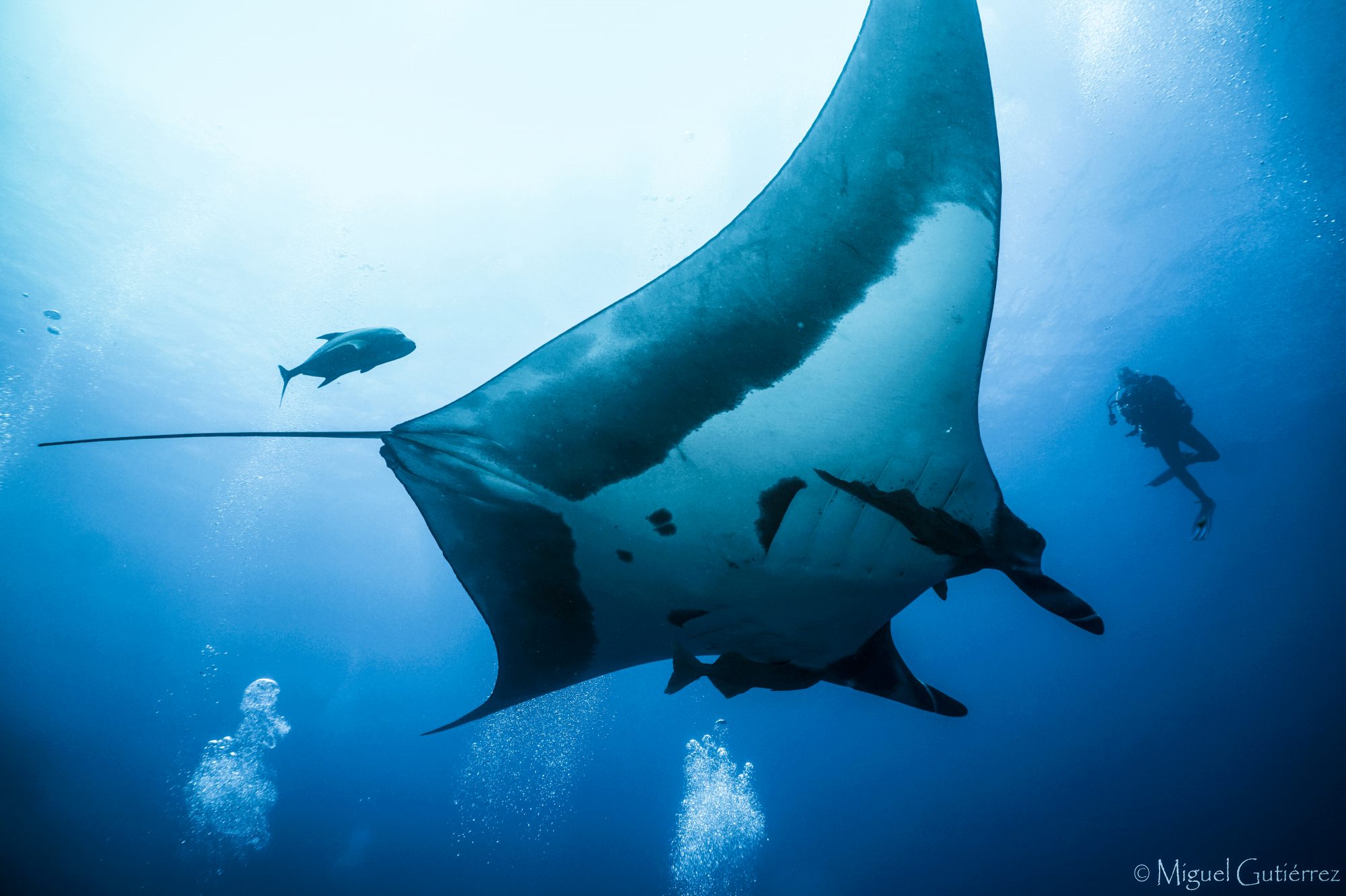 The Giant Mantas Will Take Your Breath Away