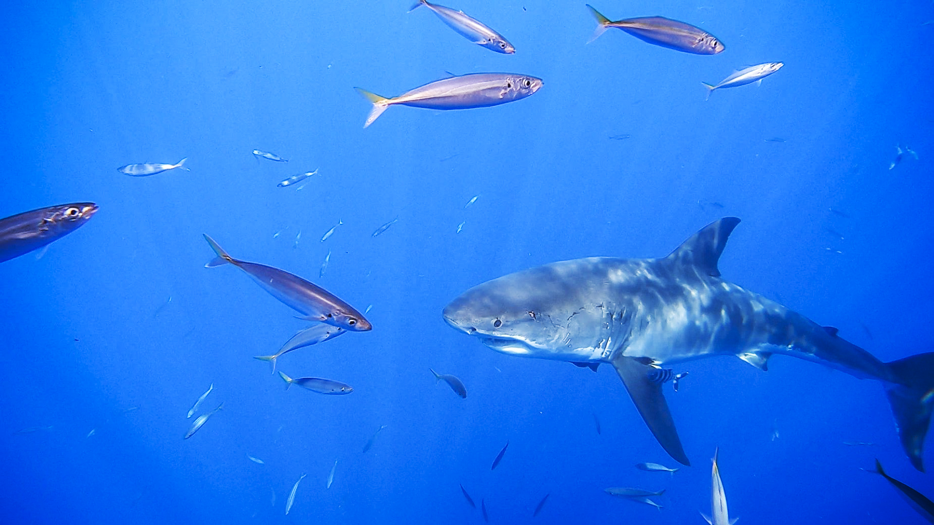 Great White Cage Diving at Guadalupe Island