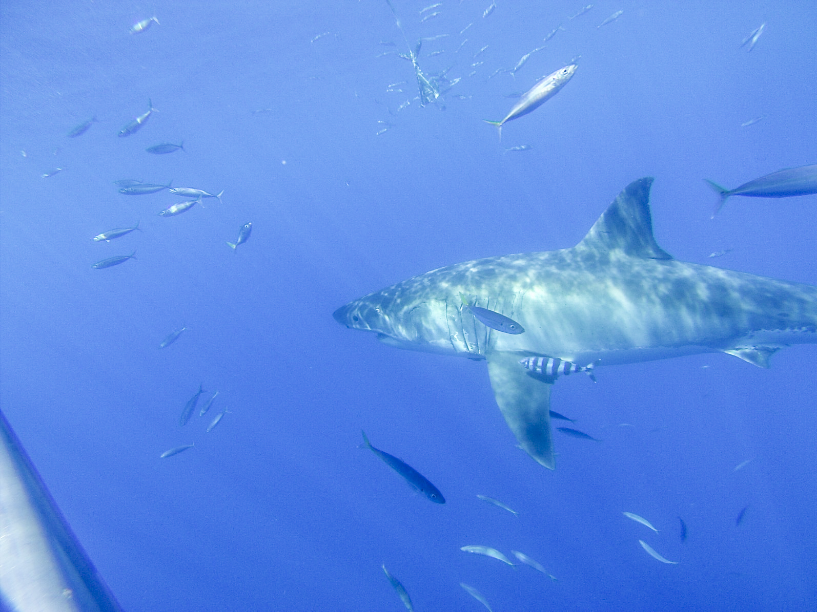 Ryan’s Day with the Juvenile Sharks
