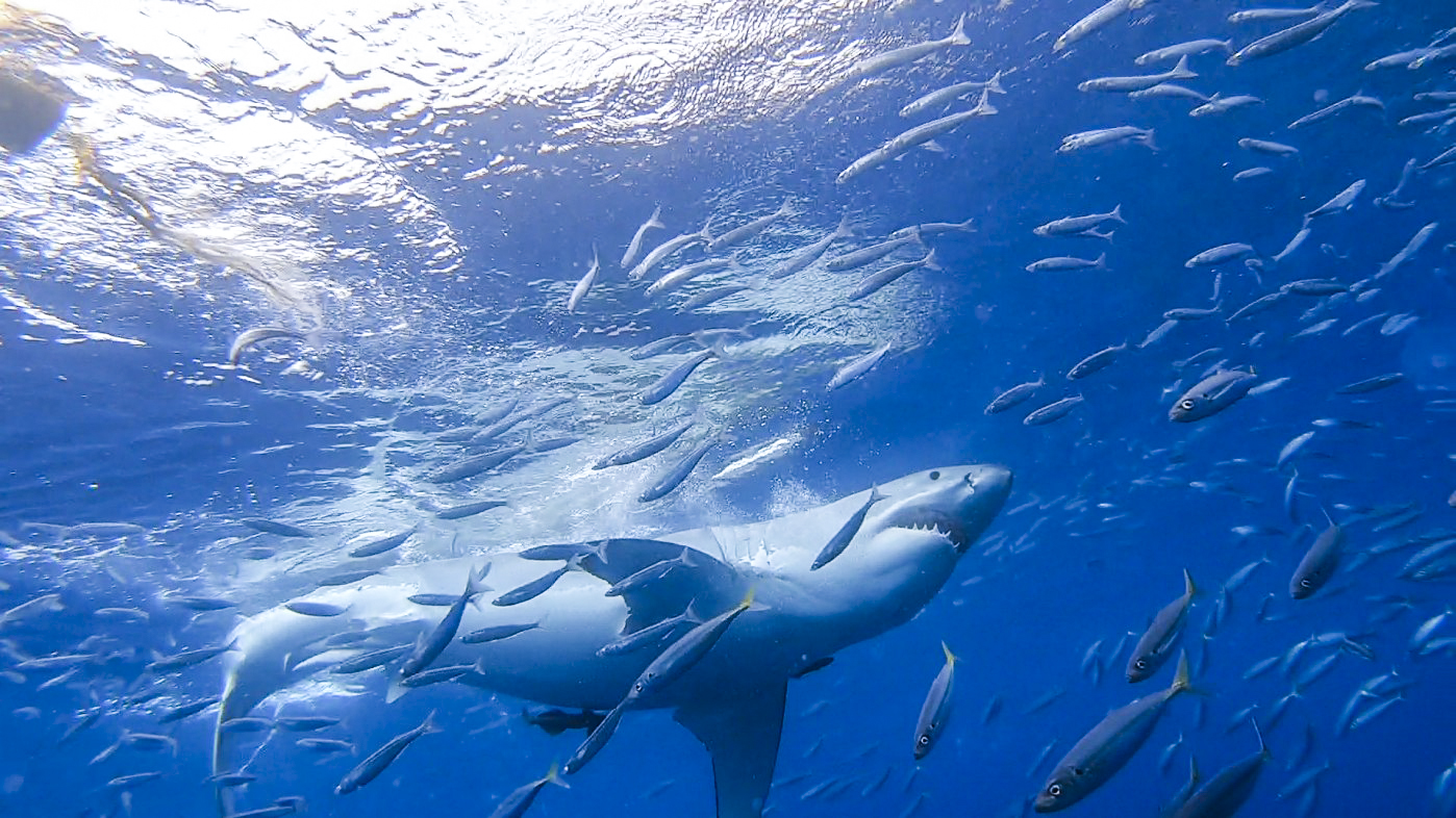 Sharks and Taco Night Aboard the UnderSea