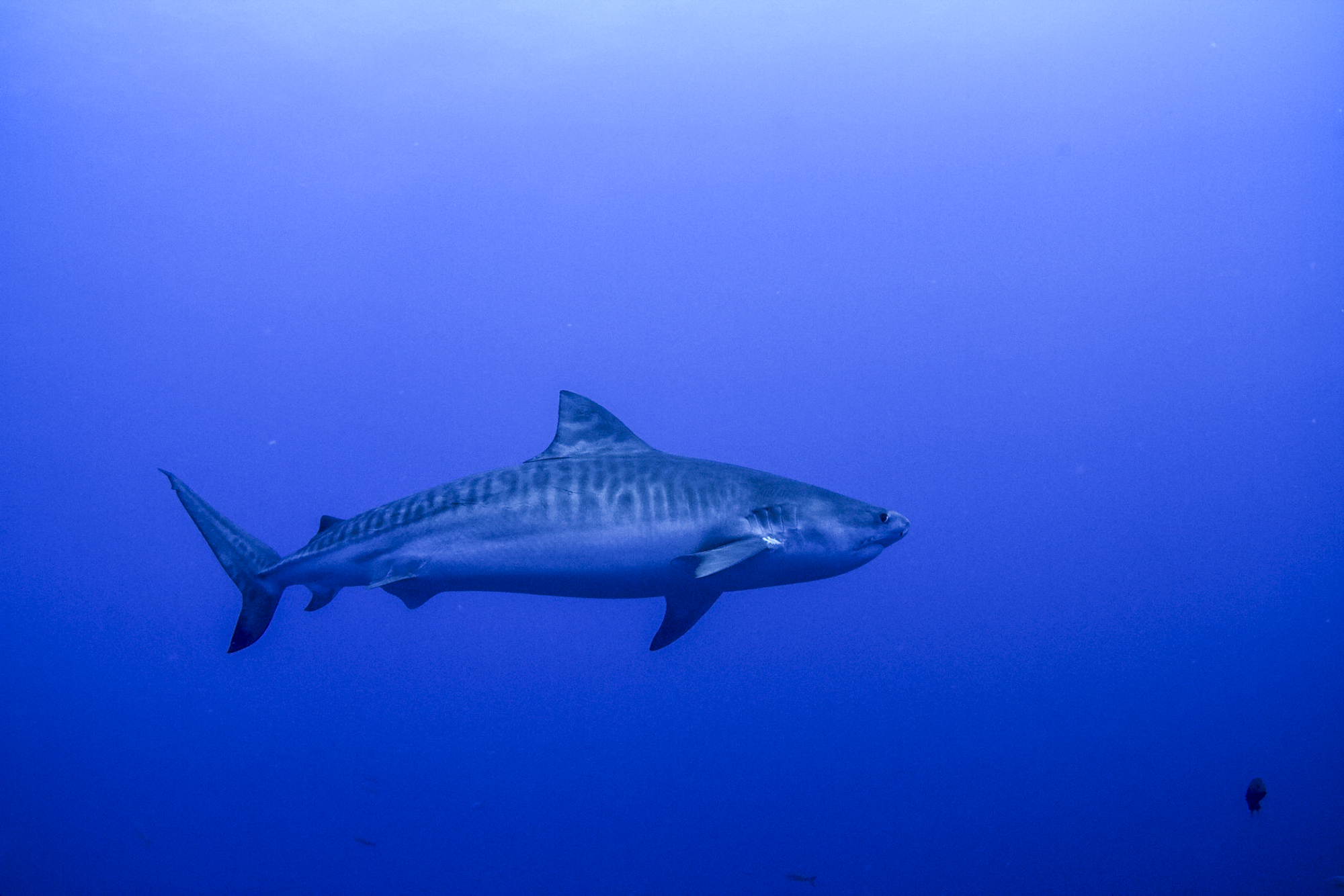 Tiger shark at Socorro