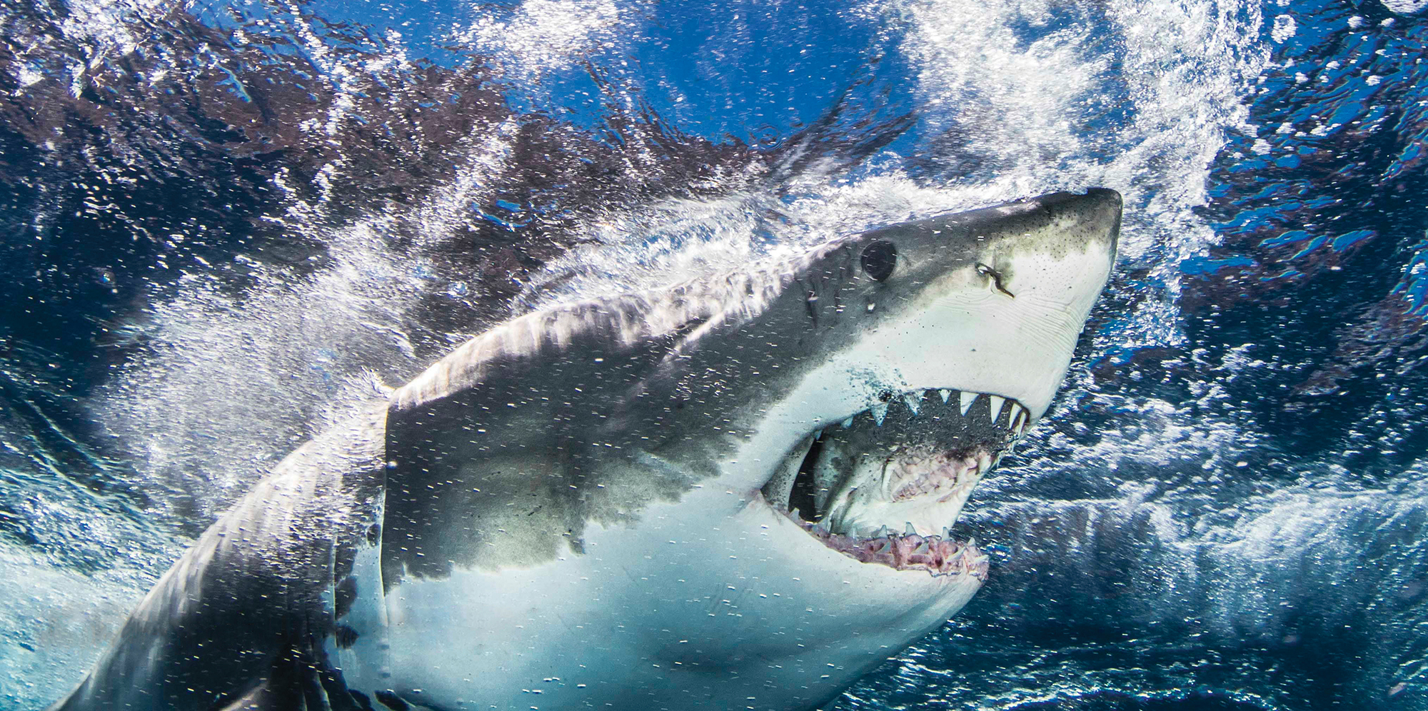 Shark Misconceptions, Photo By Craig Dietrich