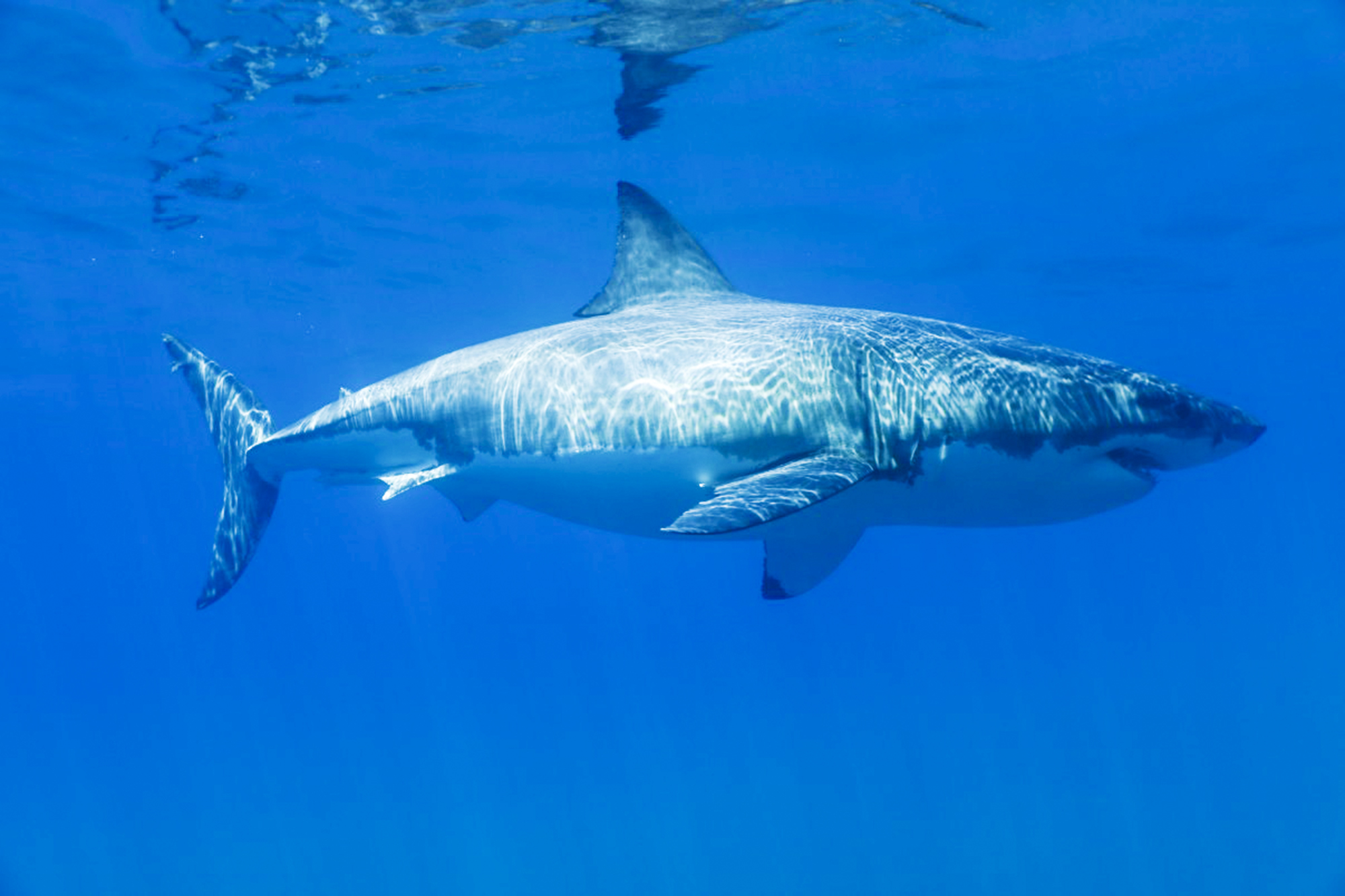Great white Mickey at Guadalupe