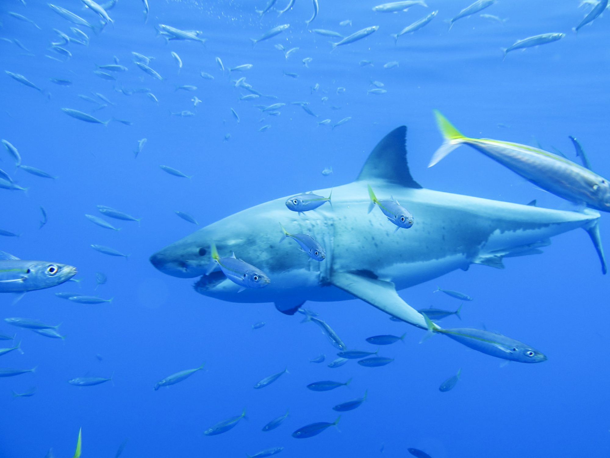 White shark by Carlos Godinez