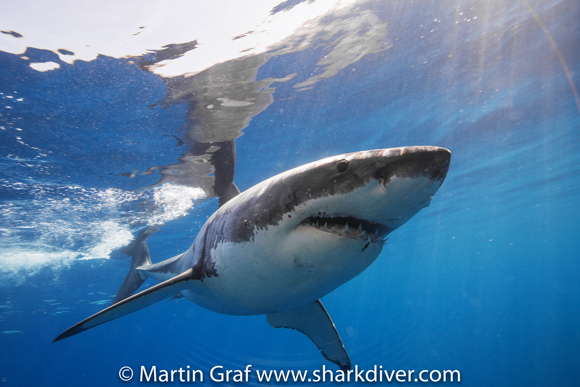 Great white shark by Martin Graf of Shark Diver