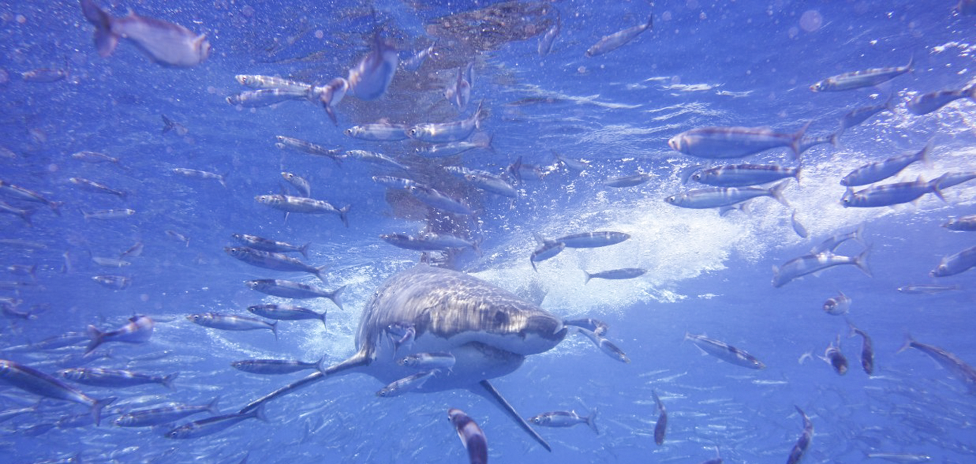 A great white shark at Guadalupe