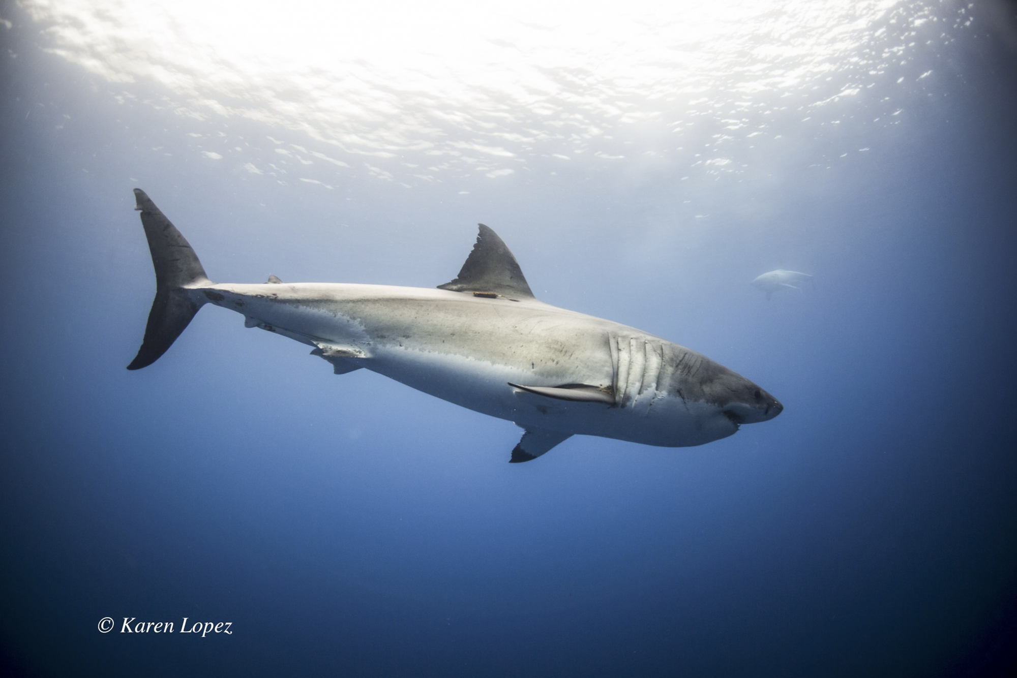 A great white in the blue, photo by Karen Lopez