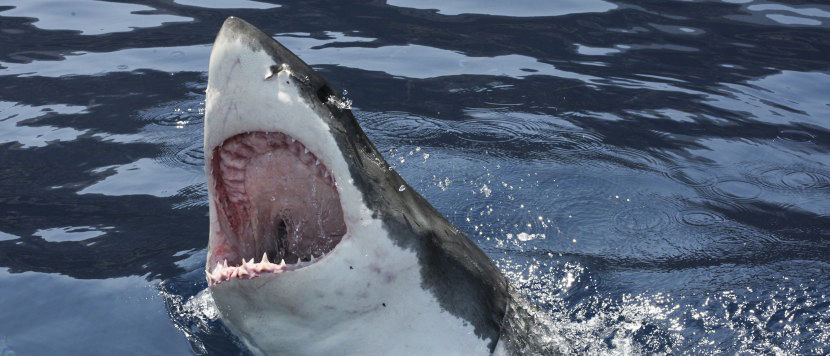 Katie's Shark Diving Trip to Guadalupe