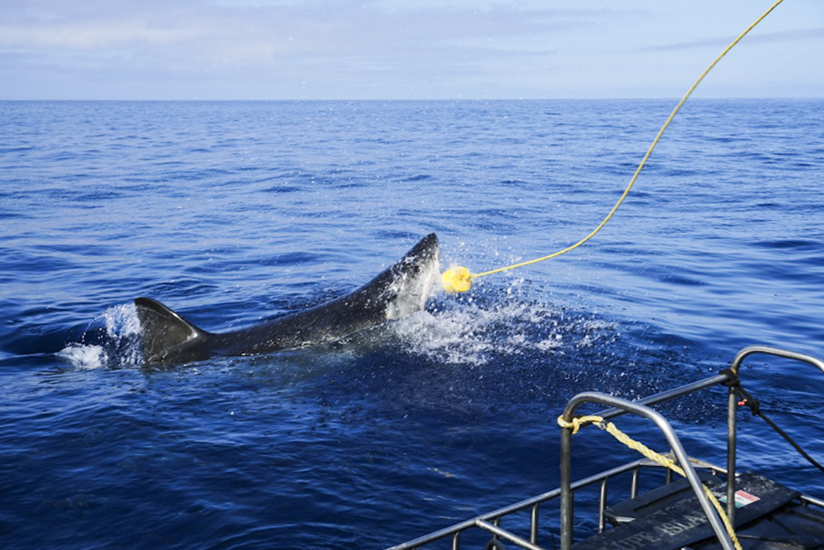 Great white shark surface action t Guadalupe, Photo by Nadine Hetges